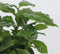 Plant in a Box - Set van 4 Coffea Arabica - Koffieplant - Kamerplant - Struik - Pot 12cm - Hoogte 25-40cm