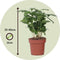 Plant in a Box - Set van 4 Coffea Arabica - Koffieplant - Kamerplant - Struik - Pot 12cm - Hoogte 25-40cm
