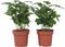 Plant in a Box - Set van 4 Coffea Arabica - Koffieplant - Kamerplant - Struik - Pot 12cm - Hoogte 25-40cm