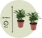 Plant in a Box - Set van 4 Coffea Arabica - Koffieplant - Kamerplant - Struik - Pot 12cm - Hoogte 25-40cm