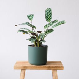 Plant in a Box - Set van 4 Ctenanthe 'gebedsplant' - Ctenanthe burle-marxii - Groen/paarse bladeren - Pot 12cm - Hoogte 25-40cm