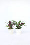 Plant in a Box - Set van 4 Ctenanthe 'gebedsplant' - Ctenanthe burle-marxii - Groen/paarse bladeren - Pot 12cm - Hoogte 25-40cm