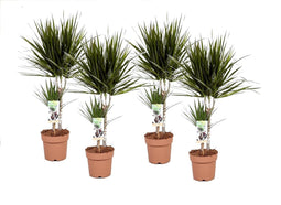 Plant in a Box - Set van 4 Dracaena Marginata - Dracaena drakenbloedboom - Pot 17cm - Hoogte 70-80cm
