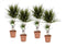 Plant in a Box - Set van 4 Dracaena Marginata - Dracaena drakenbloedboom - Pot 17cm - Hoogte 70-80cm