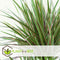 Plant in a Box - Set van 4 Dracaena Marginata - Dracaena drakenbloedboom - Pot 17cm - Hoogte 70-80cm