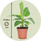 Plant in a Box - Set van 4 Musa Oriental Dwarf - Tropische bananenplanten - Kamerplanten - Pot 12 - Hoogte 25-40