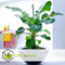 Plant in a Box - Set van 4 Musa Oriental Dwarf - Tropische bananenplanten - Kamerplanten - Pot 12 - Hoogte 25-40