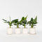 Plant in a Box - Set van 4 Musa Oriental Dwarf - Tropische bananenplanten - Kamerplanten - Pot 12 - Hoogte 25-40