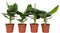 Plant in a Box - Set van 4 Musa Oriental Dwarf - Tropische bananenplanten - Kamerplanten - Pot 12 - Hoogte 25-40