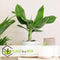 Plant in a Box - Set van 4 Musa Oriental Dwarf - Tropische bananenplanten - Kamerplanten - Pot 12 - Hoogte 25-40