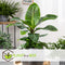 Plant in a Box - Set van 4 Musa Oriental Dwarf - Tropische bananenplanten - Kamerplanten - Pot 12 - Hoogte 25-40