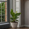 Plant in a Box - Set van 4 Musa Oriental Dwarf - Tropische bananenplanten - Kamerplanten - Pot 12 - Hoogte 25-40