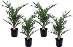 Plant in a Box - Set van 4 Phoenix Canariensis - Canarische Dadelpalm - Pot 15cm - Hoogte 50-60cm