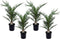 Plant in a Box - Set van 4 Phoenix Canariensis - Canarische Dadelpalm - Pot 15cm - Hoogte 50-60cm