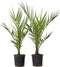 Plant in a Box - Set van 4 Phoenix Canariensis - Canarische Dadelpalm - Pot 15cm - Hoogte 50-60cm