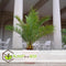 Plant in a Box - Set van 4 Phoenix Canariensis - Canarische Dadelpalm - Pot 15cm - Hoogte 50-60cm