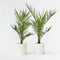 Plant in a Box - Set van 4 Phoenix Canariensis - Canarische Dadelpalm - Pot 15cm - Hoogte 50-60cm