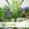 Plant in a Box - Set van 4 Phoenix Canariensis - Canarische Dadelpalm - Pot 15cm - Hoogte 50-60cm