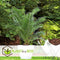 Plant in a Box - Set van 4 Phoenix Canariensis - Canarische Dadelpalm - Pot 15cm - Hoogte 50-60cm