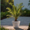 Plant in a Box - Set van 4 Phoenix Canariensis - Canarische Dadelpalm - Pot 15cm - Hoogte 50-60cm