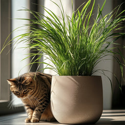 Plant in a Box - Set van 6 - Cyperus kattengras planten - Perfecte planten voor een huishouden met huisdieren - Pot 12cm - Hoogte 30-40cm