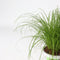 Plant in a Box - Set van 6 - Cyperus kattengras planten - Perfecte planten voor een huishouden met huisdieren - Pot 12cm - Hoogte 30-40cm