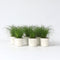 Plant in a Box - Set van 6 - Cyperus kattengras planten - Perfecte planten voor een huishouden met huisdieren - Pot 12cm - Hoogte 30-40cm