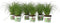 Plant in a Box - Set van 6 - Cyperus kattengras planten - Perfecte planten voor een huishouden met huisdieren - Pot 12cm - Hoogte 30-40cm
