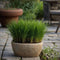 Plant in a Box - Set van 6 - Cyperus kattengras planten - Perfecte planten voor een huishouden met huisdieren - Pot 12cm - Hoogte 30-40cm