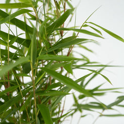 Plant in a Box - Set van 6 Fargesia Rufa - Niet woekerende bamboe winterhard - Pot 13cm - Hoogte 25-40cm