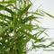 Plant in a Box - Set van 6 Fargesia Rufa - Niet woekerende bamboe winterhard - Pot 13cm - Hoogte 25-40cm