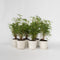 Plant in a Box - Set van 6 Fargesia Rufa - Niet woekerende bamboe winterhard - Pot 13cm - Hoogte 25-40cm