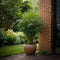 Plant in a Box - Set van 6 Fargesia Rufa - Niet woekerende bamboe winterhard - Pot 13cm - Hoogte 25-40cm