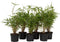 Plant in a Box - Set van 6 Fargesia Rufa - Niet woekerende bamboe winterhard - Pot 13cm - Hoogte 25-40cm