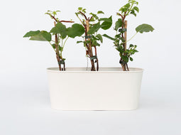 Plant in a Box - Set van 6 Hydrangea 'Petiolaris’ - Klimhortensia - Pot 9cm - Hoogte 25-40cm