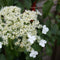 Plant in a Box - Set van 6 Hydrangea 'Petiolaris’ - Klimhortensia - Pot 9cm - Hoogte 25-40cm