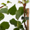Plant in a Box - Set van 6 Hydrangea 'Petiolaris’ - Klimhortensia - Pot 9cm - Hoogte 25-40cm
