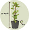 Plant in a Box - Set van 6 Hydrangea 'Petiolaris’ - Klimhortensia - Pot 9cm - Hoogte 25-40cm