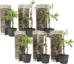 Plant in a Box - Set van 6 Parthenocissus 'Wilde Wingerd' - Pot 9cm - Hoogte 25-40cm