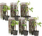 Plant in a Box - Set van 6 Parthenocissus 'Wilde Wingerd' - Pot 9cm - Hoogte 25-40cm