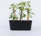 Plant in a Box - Set van 6 Parthenocissus 'Wilde Wingerd' - Pot 9cm - Hoogte 25-40cm