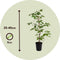 Plant in a Box - Set van 6 Parthenocissus 'Wilde Wingerd' - Pot 9cm - Hoogte 25-40cm