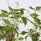 Plant in a Box - Set van 6 Parthenocissus 'Wilde Wingerd' - Pot 9cm - Hoogte 25-40cm