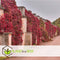 Plant in a Box - Set van 6 Parthenocissus 'Wilde Wingerd' - Pot 9cm - Hoogte 25-40cm