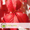Plant in a Box - Set van 6 Parthenocissus 'Wilde Wingerd' - Pot 9cm - Hoogte 25-40cm