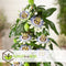 Plant in a Box - Set van 6 Passiflora Edulis - Passievrucht - Klimplant - Pot 9cm - Hoogte 25-40cm