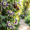 Plant in a Box - Set van 6 Passiflora Edulis - Passievrucht - Klimplant - Pot 9cm - Hoogte 25-40cm