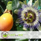 Plant in a Box - Set van 6 Passiflora Edulis - Passievrucht - Klimplant - Pot 9cm - Hoogte 25-40cm