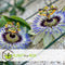 Plant in a Box - Set van 6 Passiflora Edulis - Passievrucht - Klimplant - Pot 9cm - Hoogte 25-40cm
