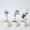 Plant in a Box - Set van 6 Passiflora Edulis - Passievrucht - Klimplant - Pot 9cm - Hoogte 25-40cm
